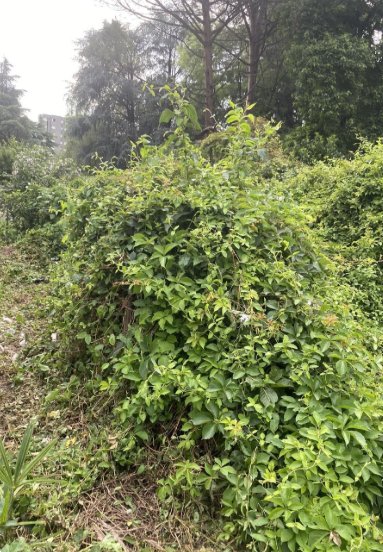 terreno agricolo in vendita a Garbagnate Milanese
