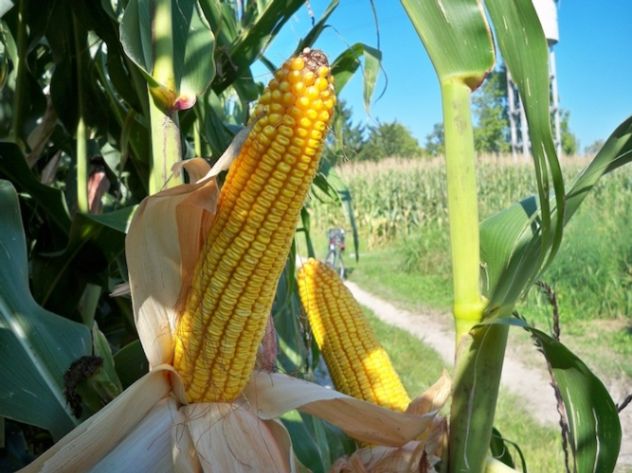 azienda agricola in vendita a Milano
