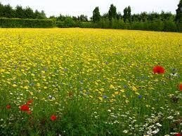 terreno agricolo in vendita a Milano