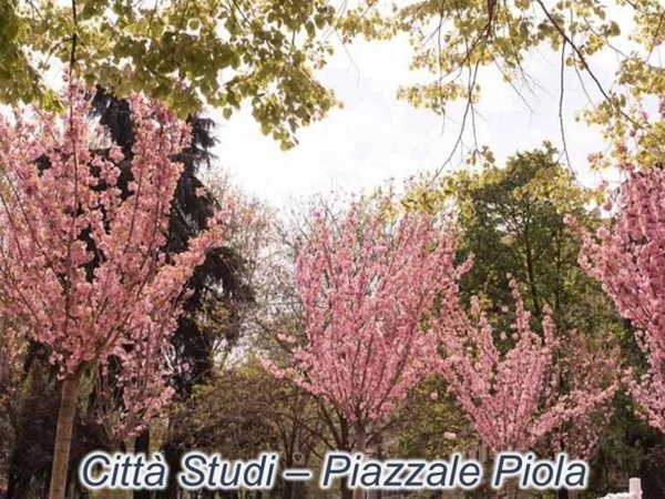 appartamento in vendita a Milano in zona Città Studi
