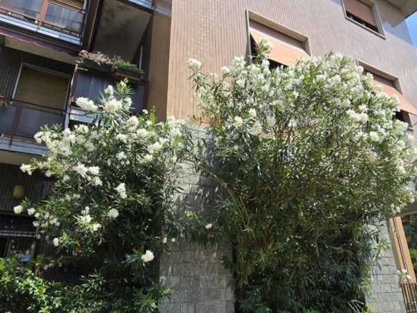 intera palazzina in vendita a Milano in zona Baggio