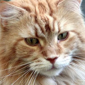 negozio in vendita a Milano in zona Porta Genova