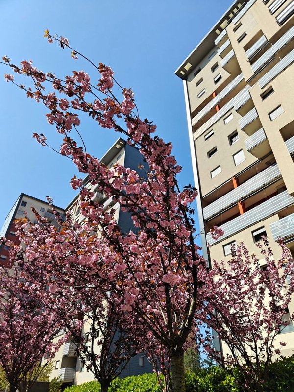 appartamento in vendita a Milano in zona Bicocca