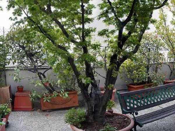 appartamento in vendita a Milano in zona Famagosta