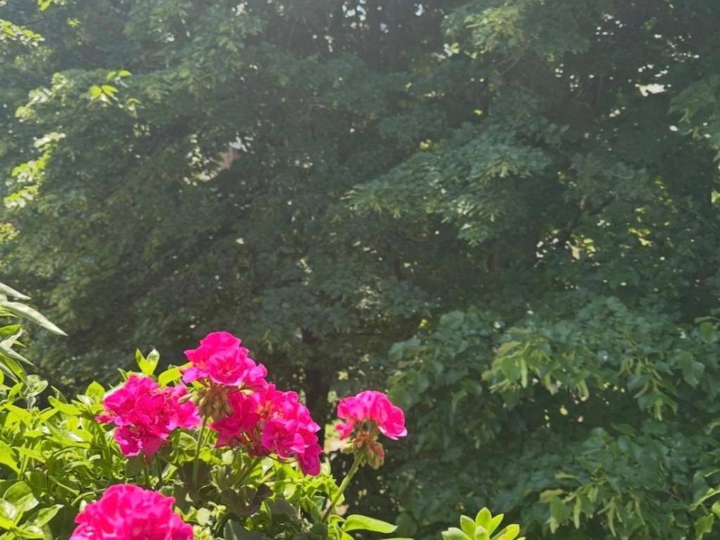 appartamento in vendita a Milano in zona Trenno