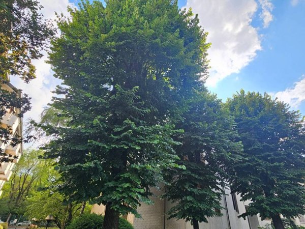 appartamento in vendita a Milano in zona Affori