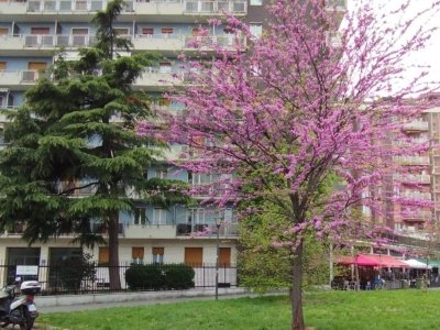 appartamento in vendita a Milano in zona San Siro