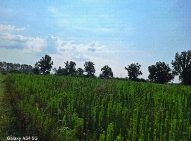 terreno agricolo in vendita ad Ozzero