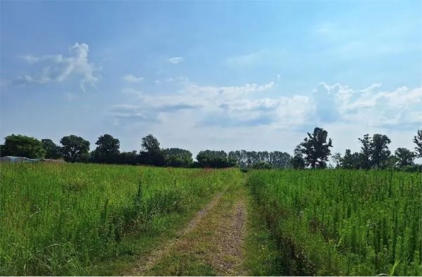 terreno agricolo in vendita ad Ozzero