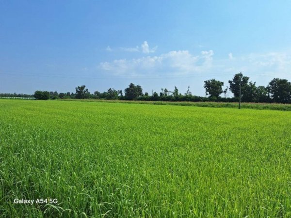 terreno agricolo in vendita ad Ozzero