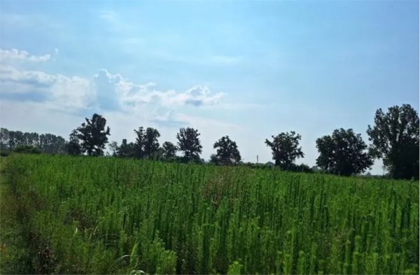terreno agricolo in vendita ad Ozzero