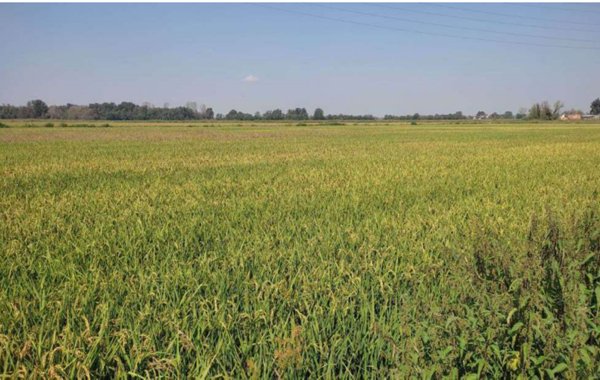 casale in vendita ad Ozzero