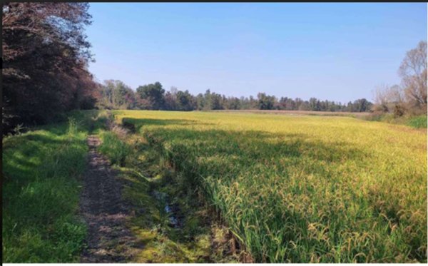 casale in vendita ad Ozzero