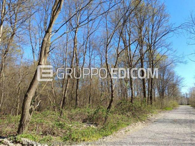 terreno agricolo in vendita a Robecchetto con Induno