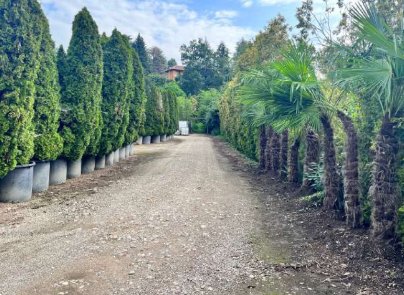 terreno agricolo in vendita a Robecchetto con Induno
