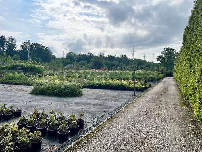 terreno agricolo in vendita a Robecchetto con Induno
