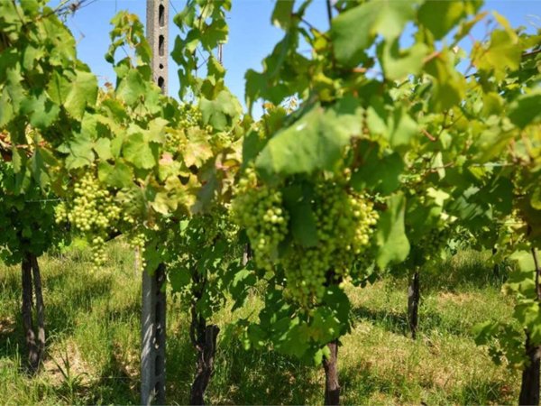 terreno agricolo in vendita a San Colombano al Lambro