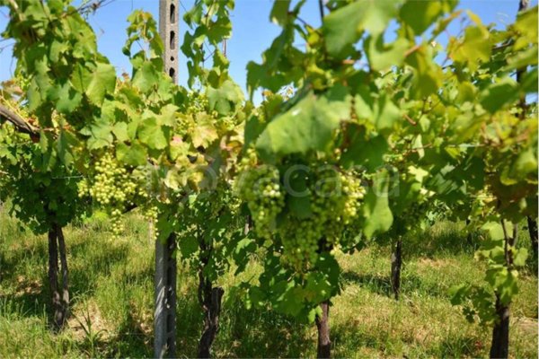 terreno agricolo in vendita a San Colombano al Lambro