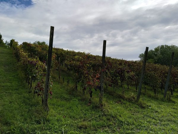 terreno agricolo in vendita a San Colombano al Lambro