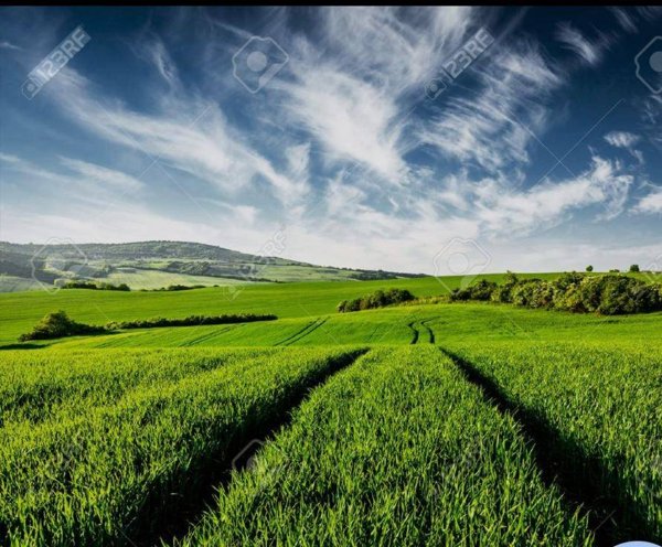 terreno agricolo in vendita a Sedriano