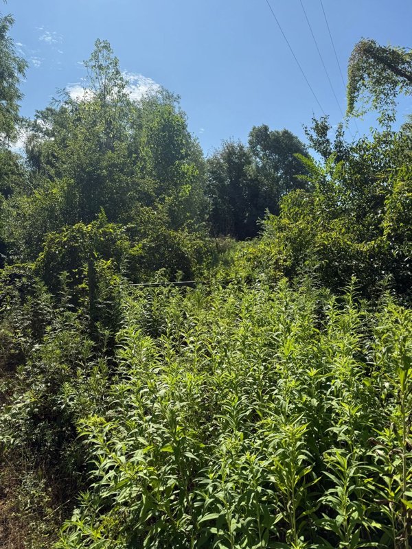 terreno agricolo in vendita a Senago