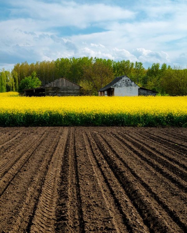 terreno agricolo in vendita a Vignate