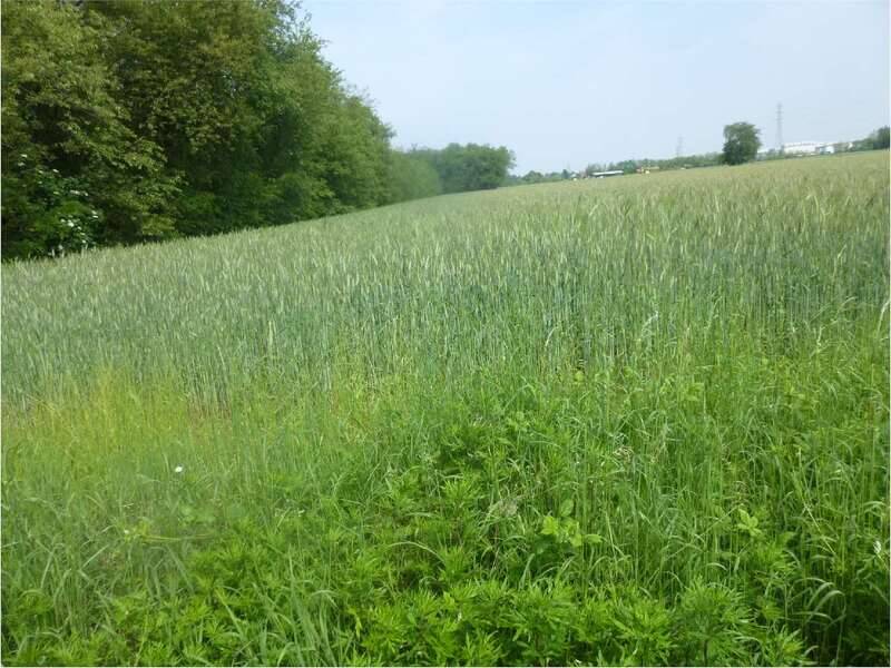 terreno agricolo in vendita a Villa Cortese