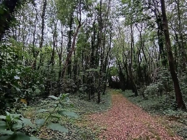 terreno agricolo in vendita a Villa Cortese