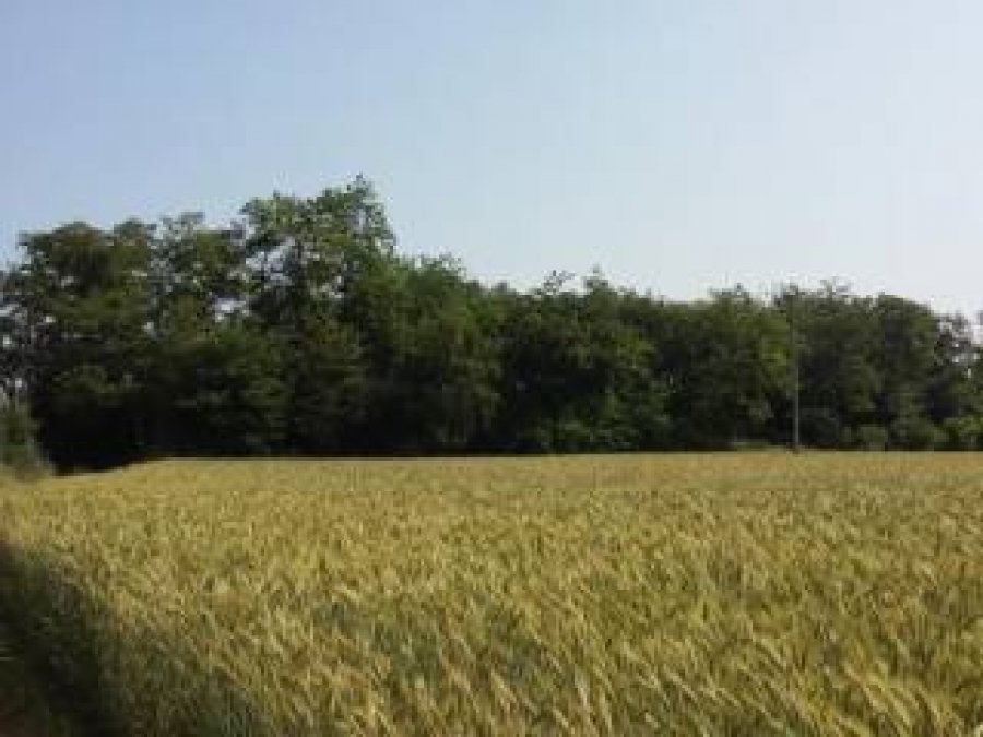 terreno in vendita ad Albano Sant'Alessandro