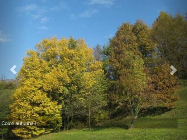terreno in vendita ad Albano Sant'Alessandro