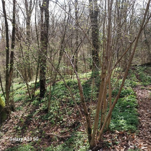 terreno agricolo in vendita ad Alzano Lombardo
