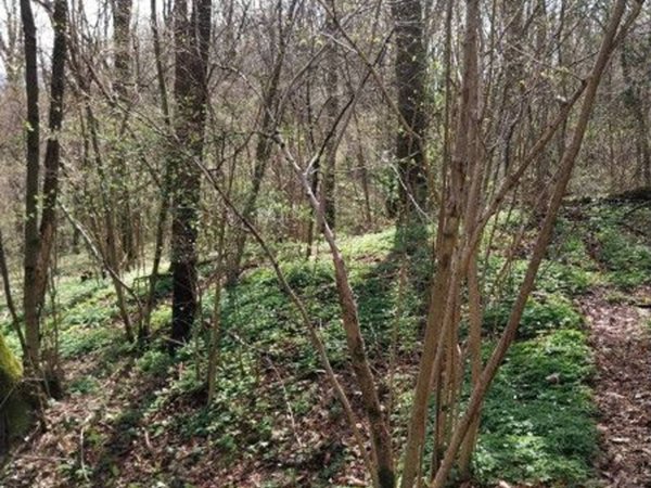terreno agricolo in vendita ad Alzano Lombardo