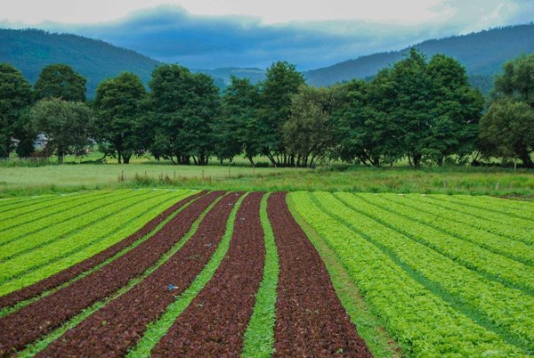 azienda agricola in vendita a Bergamo in zona Colognola