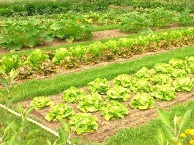 terreno agricolo in vendita a Carobbio degli Angeli