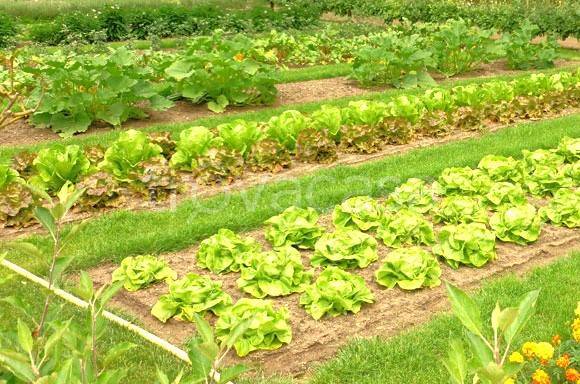 terreno agricolo in vendita a Carobbio degli Angeli