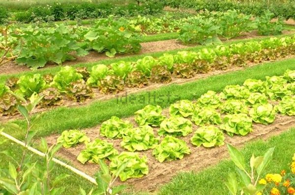 terreno agricolo in vendita a Carobbio degli Angeli