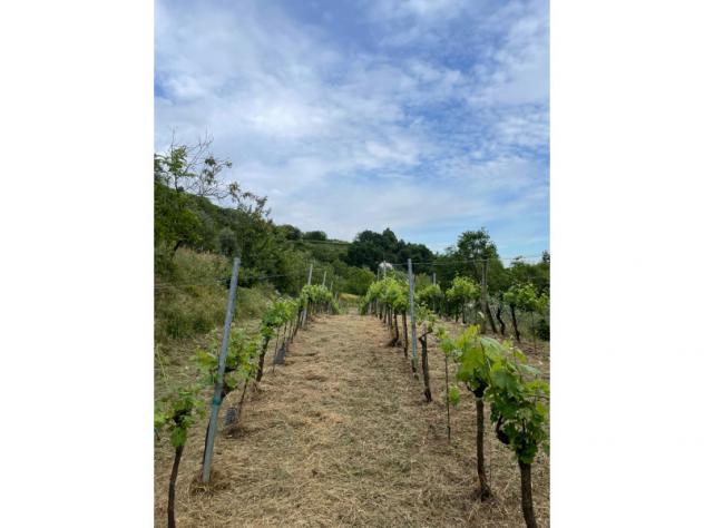 terreno agricolo in vendita a Castelli Calepio
