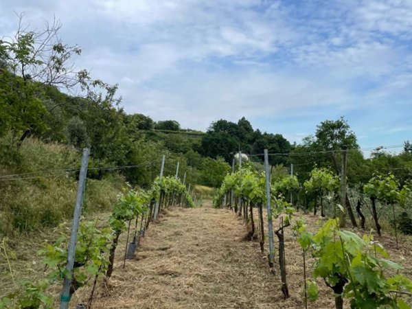 terreno agricolo in vendita a Castelli Calepio
