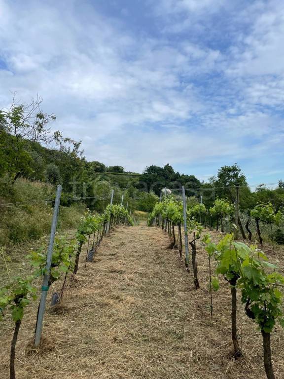 terreno agricolo in vendita a Castelli Calepio