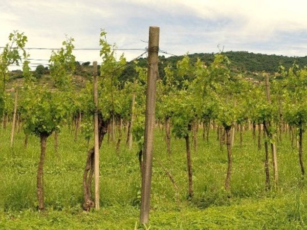 terreno agricolo in vendita a Chiuduno