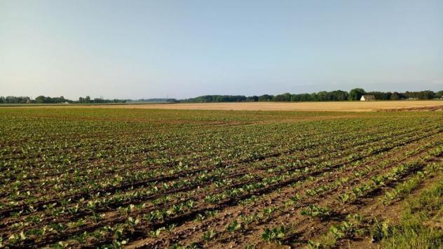 terreno agricolo in vendita a Ciserano