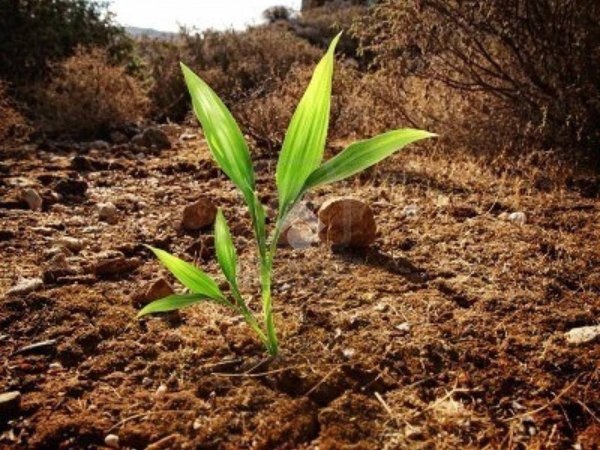 terreno agricolo in vendita a Cologno al Serio