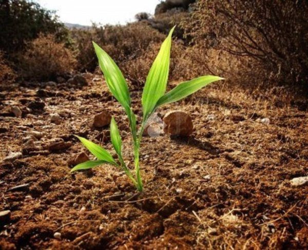 terreno agricolo in vendita a Cologno al Serio