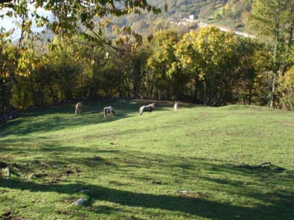 terreno agricolo in vendita a Grone