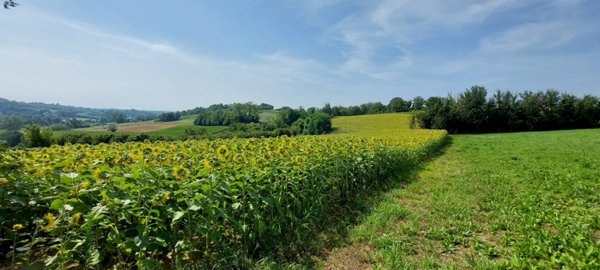 terreno agricolo in vendita ad Andezeno
