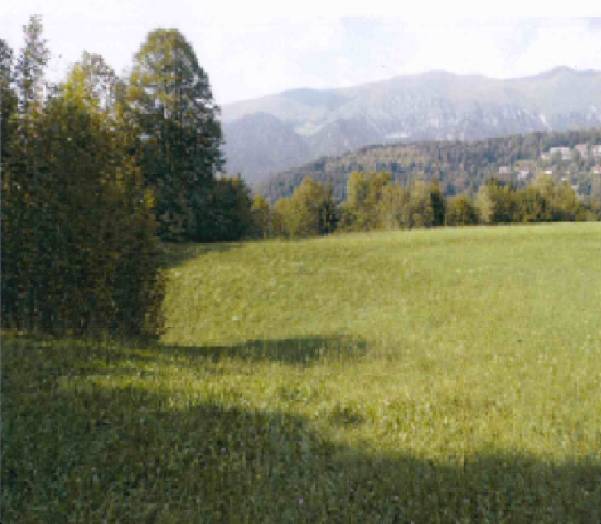 terreno agricolo in vendita ad Onore
