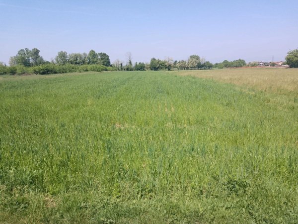 terreno in vendita a Ponte San Pietro in zona Locate