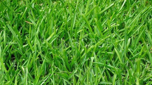 terreno agricolo in vendita a Pontirolo Nuovo