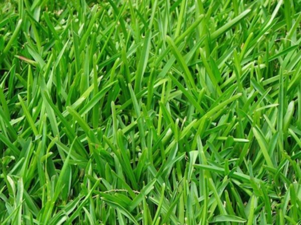 terreno agricolo in vendita a Pontirolo Nuovo