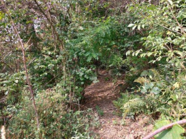 terreno agricolo in vendita a Pradalunga